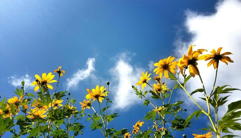 hình ảnh hoa cúc vàng buồn