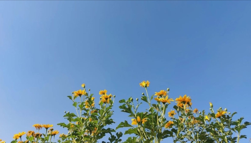 hình nền hoa cúc vàng cute