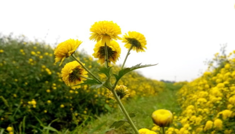 hình nền hoa cúc dại