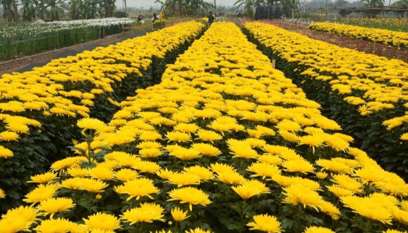 hình ảnh hoa cúc vàng buồn