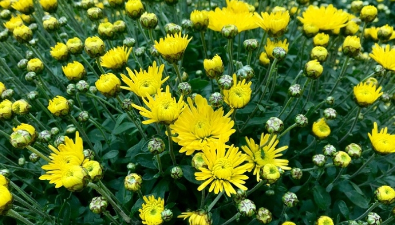 hình ảnh hoa cúc vàng buồn