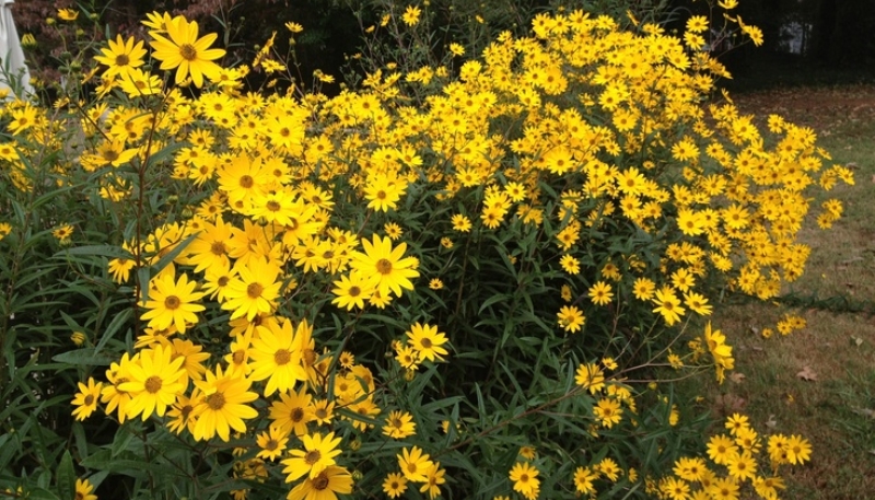 hình ảnh hoa cúc vàng buồn