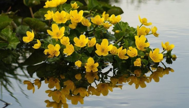 hình ảnh hoa cúc đẹp nhất thế giới