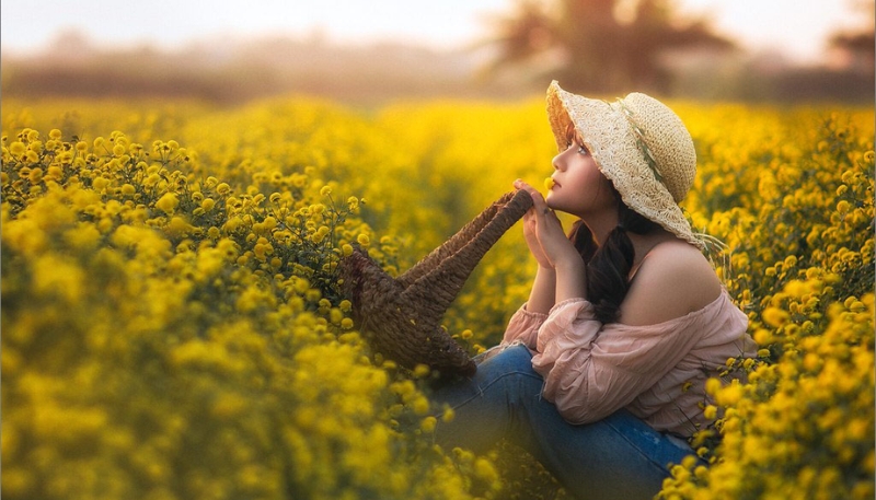 hình nền hoa cúc dại