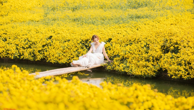 hình ảnh hoa cúc vàng buồn