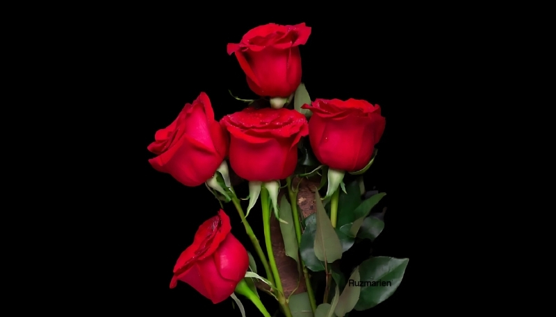 ảnh nền đoá hoa hồng đỏ đẹp