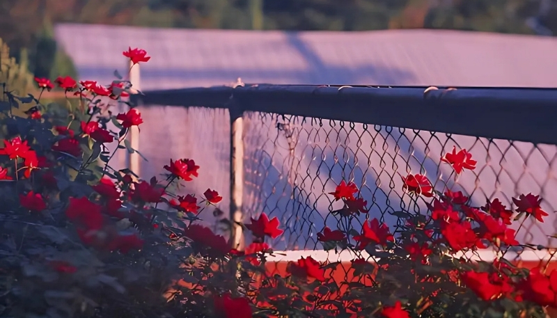 ảnh nền hoa hồng đỏ bên hàng rào