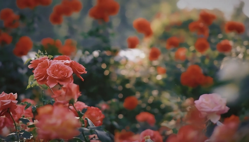 ảnh nền hoa hồng đỏ bụi hoa đẹp