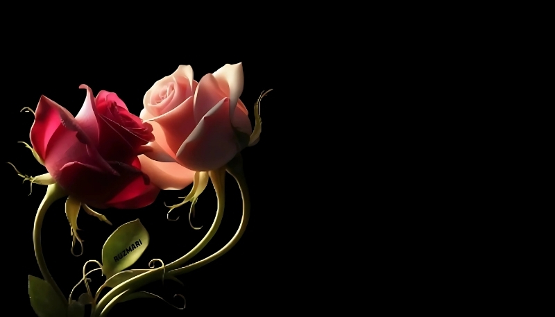 ảnh nền hoa hồng đỏ cặp đôi lãng mạn