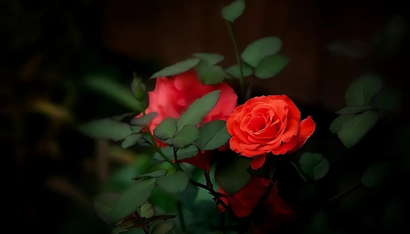 ảnh nền hoa hồng đỏ cặp đôi