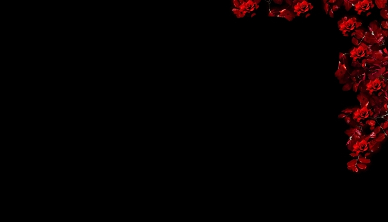 ảnh nền hoa hồng đỏ cho máy tính đẹp