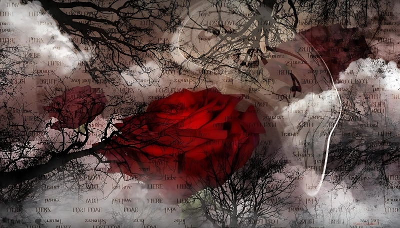 ảnh nền hoa hồng đỏ cổ đại