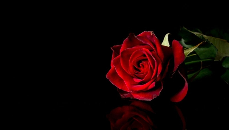 ảnh nền hoa hồng đỏ cô đơn