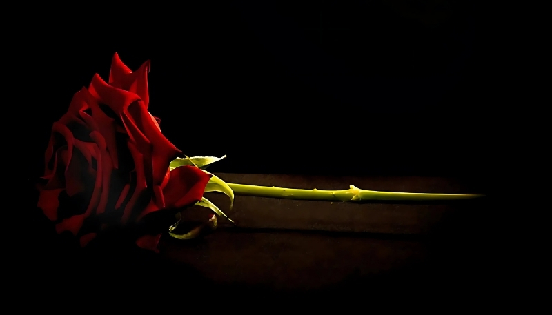 ảnh nền hoa hồng đỏ có vệt sáng