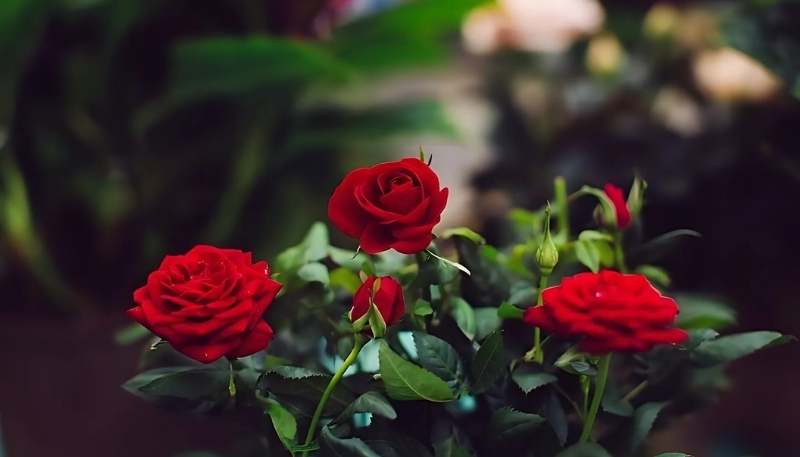 ảnh nền hoa hồng đỏ đẹp rực rỡ