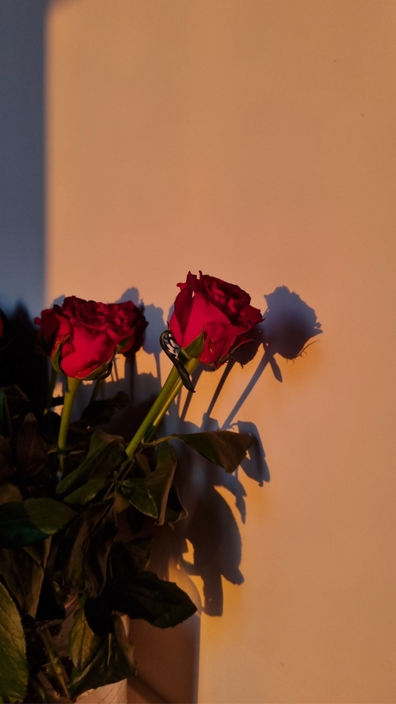 ảnh nền hoa hồng đỏ điện thoại cặp đôi