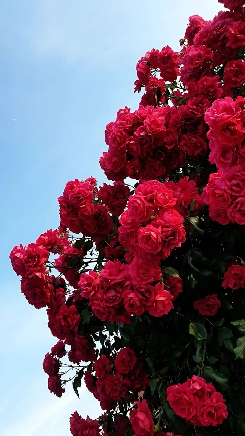 ảnh nền hoa hồng đỏ điện thoại cực nét