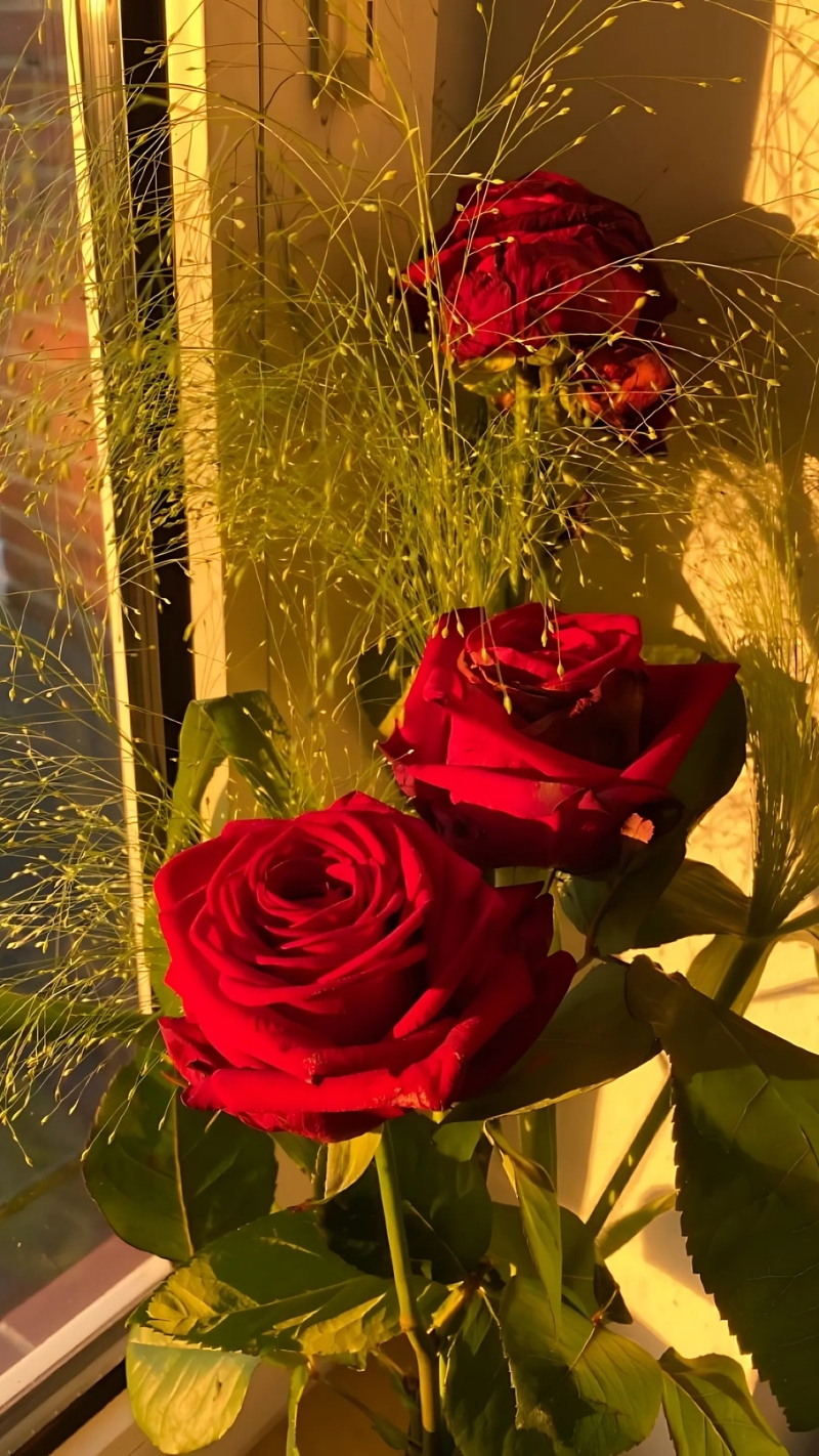 ảnh nền hoa hồng đỏ điện thoại dưới ánh nắng vàng