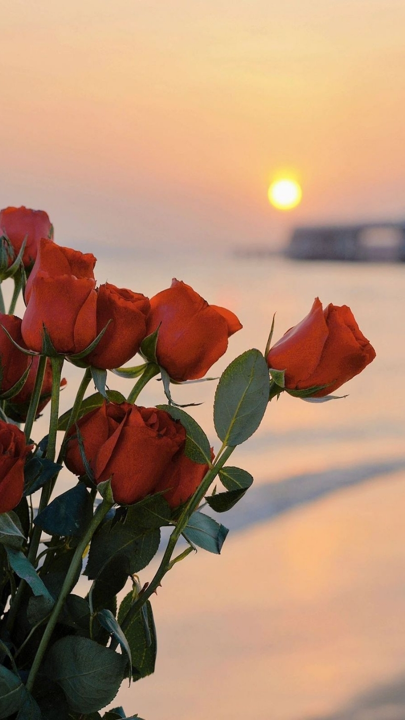 ảnh nền hoa hồng đỏ điện thoại hoàng hôn ngoài biển