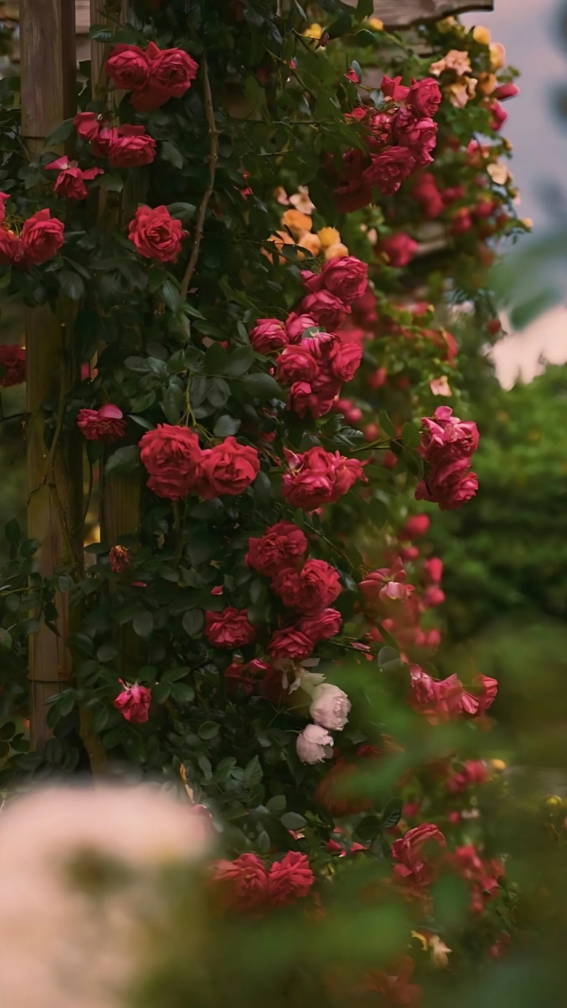 ảnh nền hoa hồng đỏ điện thoại lãng mạn