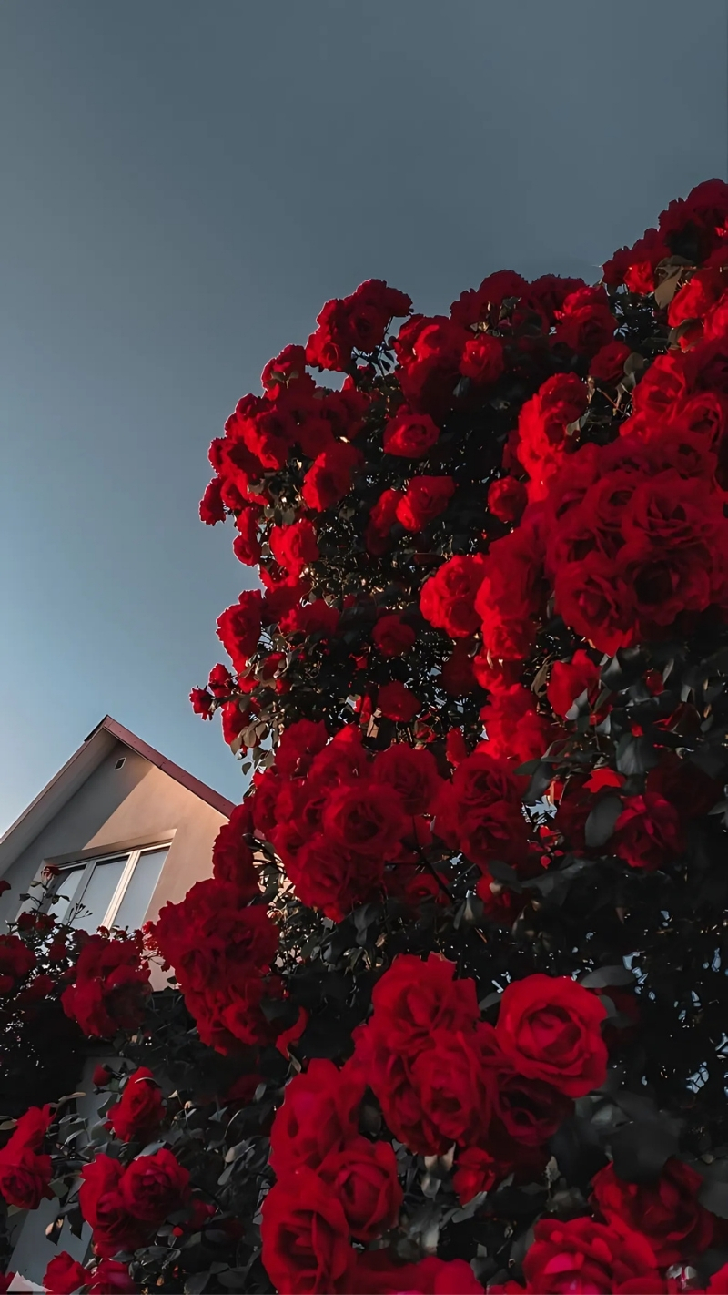 ảnh nền hoa hồng đỏ điện thoại ngôi nhà