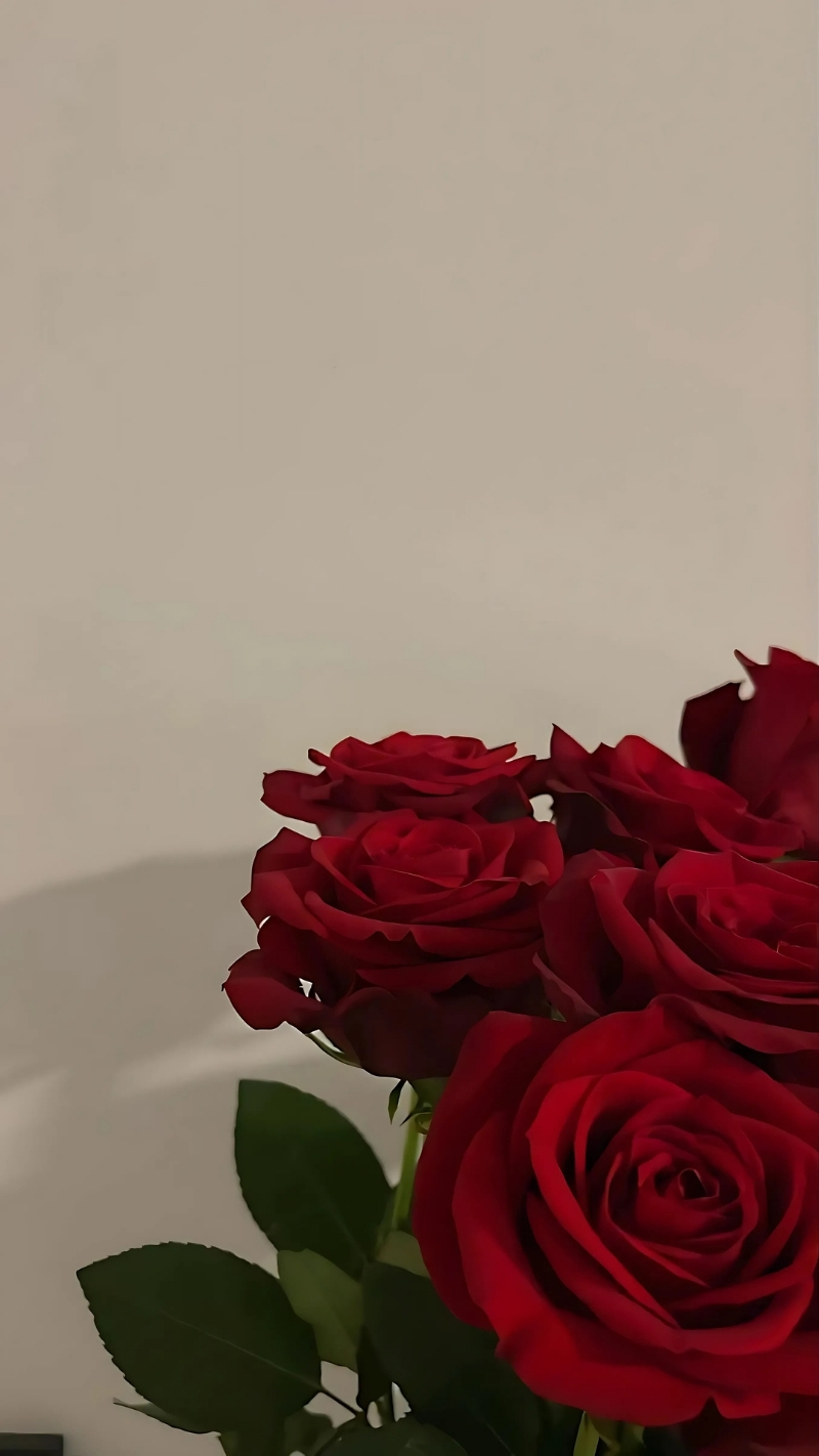 ảnh nền hoa hồng đỏ điện thoại quyến rũ và lãng mạn
