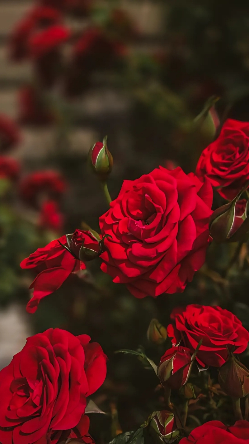 ảnh nền hoa hồng đỏ điện thoại sắc nét