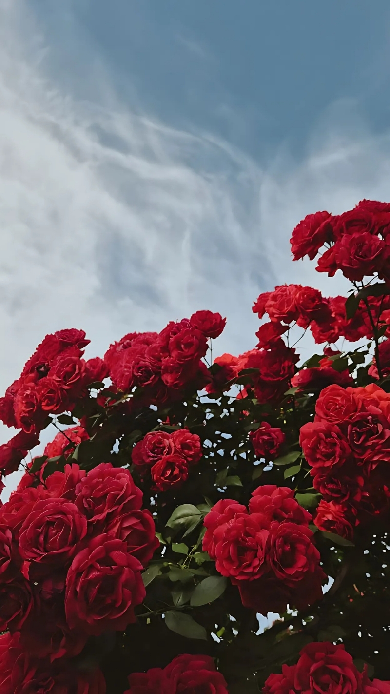 ảnh nền hoa hồng đỏ điện thoại siêu nét