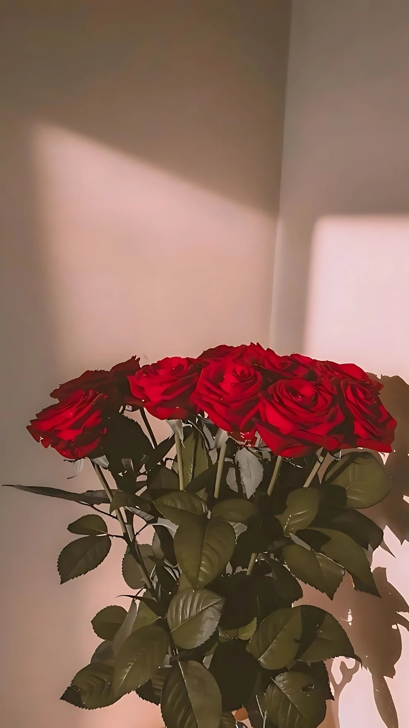 ảnh nền hoa hồng đỏ điện thoại trong góc phòng