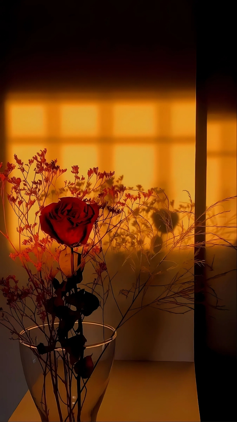 ảnh nền hoa hồng đỏ điện thoại và ánh nắng