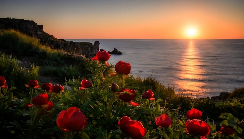 ảnh nền hoa hồng đỏ dưới ánh hoàng hôn