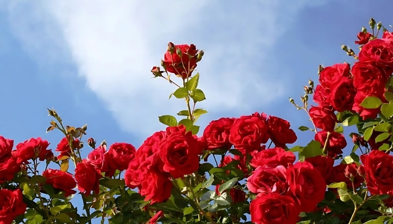 ảnh nền hoa hồng đỏ dưới bầu trời xanh