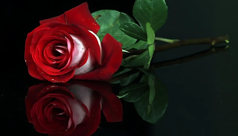 ảnh nền hoa hồng đỏ giọt nước