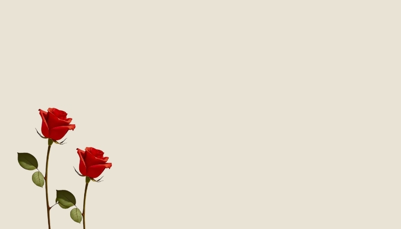 ảnh nền hoa hồng đỏ nằm trong góc