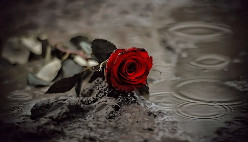 ảnh nền hoa hồng đỏ nằm trên vũng nước