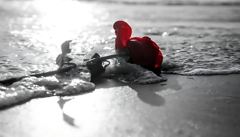 ảnh nền hoa hồng đỏ ngoài bờ biển