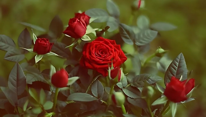 ảnh nền hoa hồng đỏ nở hoa đẹp