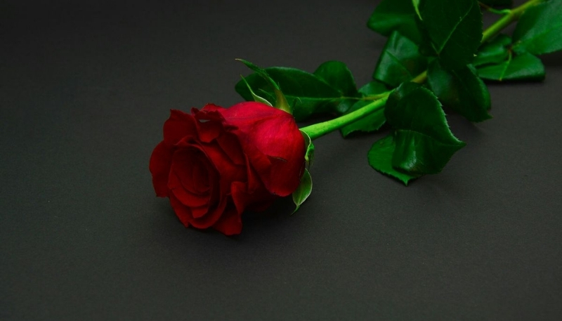 ảnh nền hoa hồng đỏ phong cách