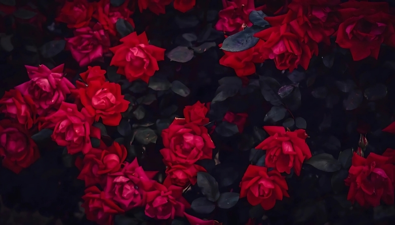 ảnh nền hoa hồng đỏ quyến rũ