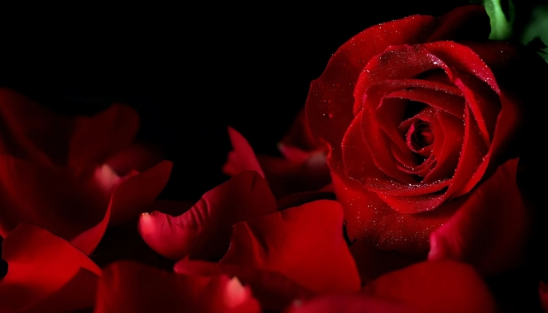 ảnh nền hoa hồng đỏ siêu to khổng lồ