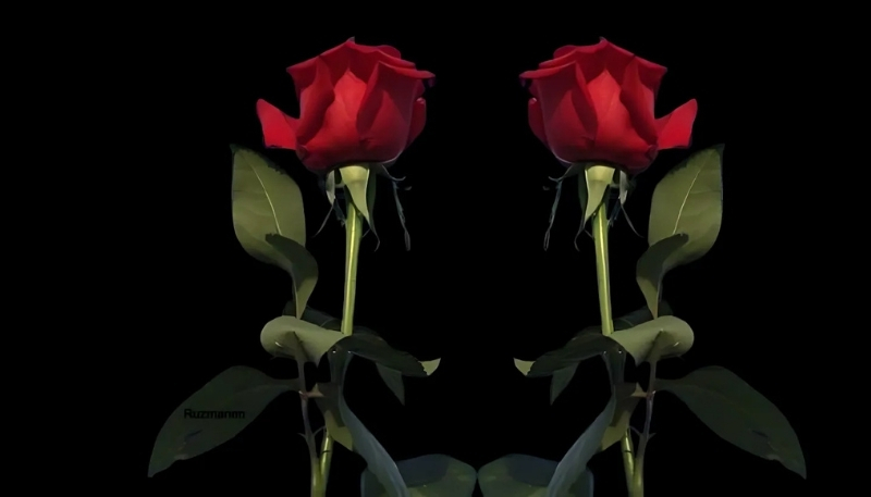 ảnh nền hoa hồng đỏ song sinh 1