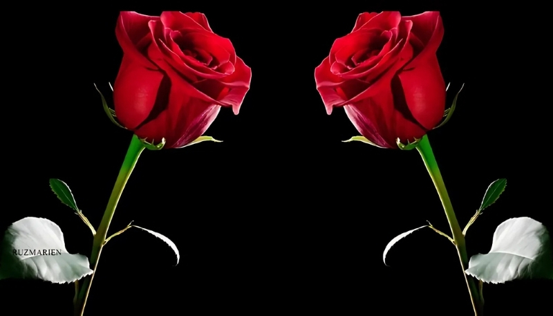 ảnh nền hoa hồng đỏ song sinh