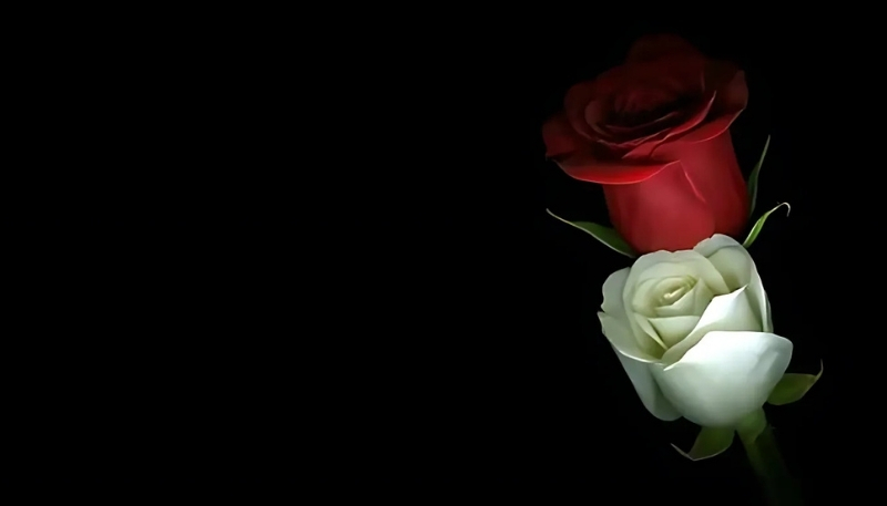 ảnh nền hoa hồng đỏ trang cặp đôi