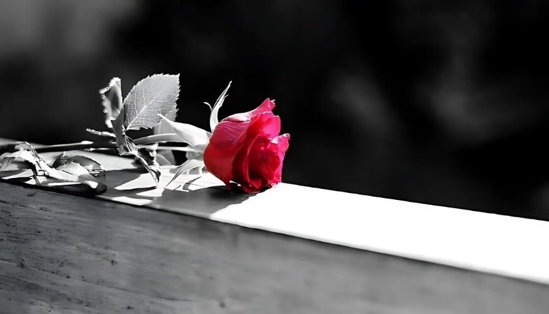 ảnh nền hoa hồng đỏ trên hành lang