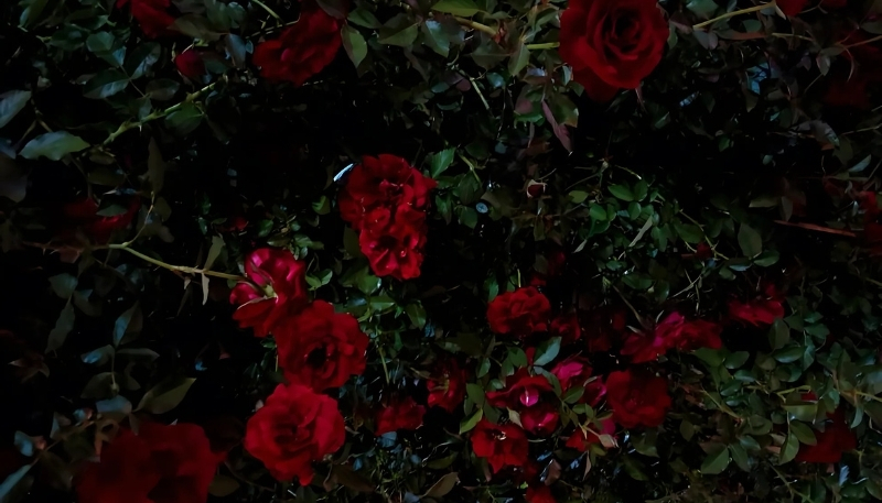 ảnh nền hoa hồng đỏ trong đêm tĩnh mịch