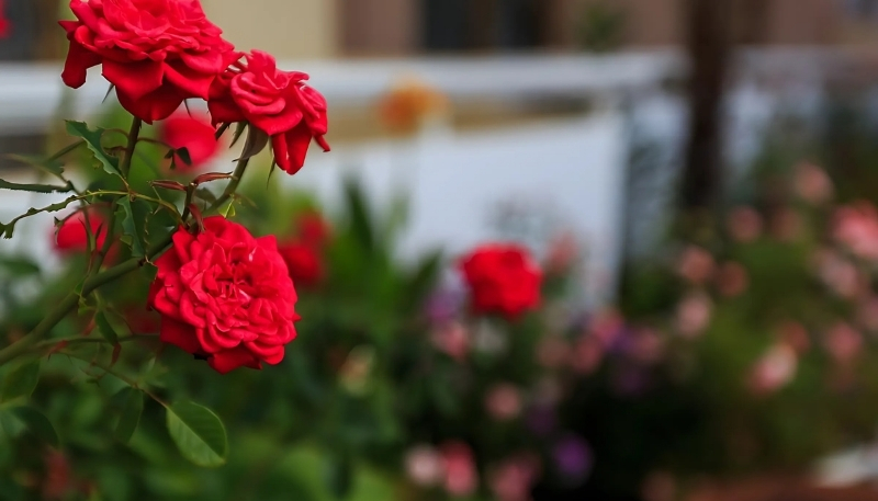 ảnh nền hoa hồng đỏ trong sân vườn