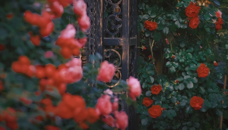 ảnh nền hoa hồng đỏ trước cổng nhà