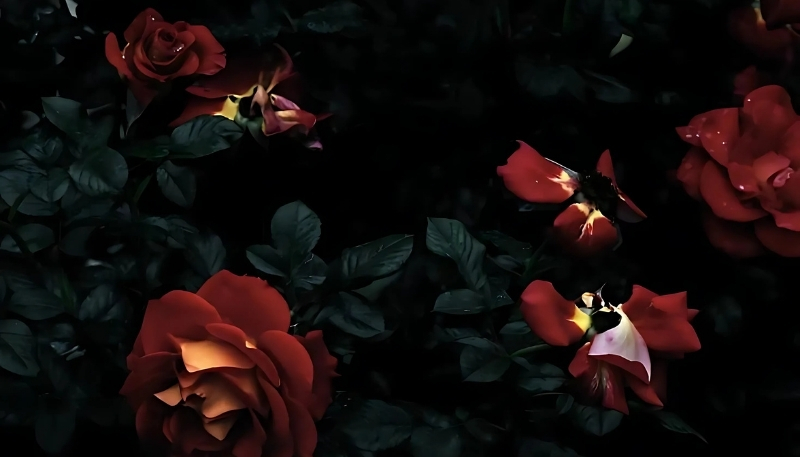 ảnh nền hoa hồng đỏ tuyệt đẹp