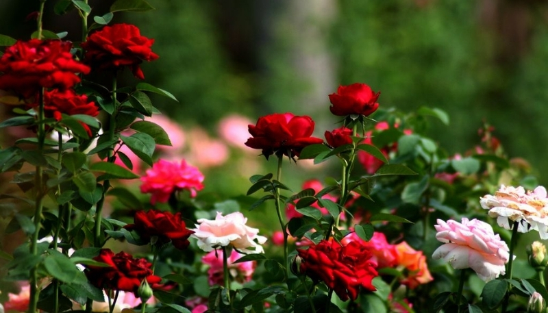 ảnh nền hoa hồng đỏ và hồng