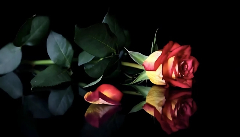 ảnh nền hoa hồng đỏ và màu da cam